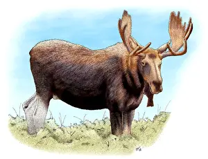 American Wildlife Illustrations Drucke: Bull Moose