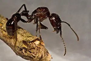 Peruvian Wildlife Drucke: Bullet Ant