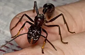 Rainforest Wildlife Photos Drucke: Bullet Ant on Hand