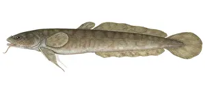 Freshwater Fish Illustrations Drucke: Burbot