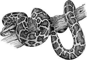 Gerahmter Druck : Burmese Python