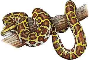 Snake Illustration Drucke: Burmese Python