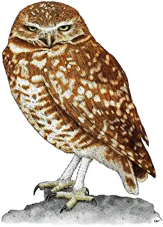 Burrowing Owl