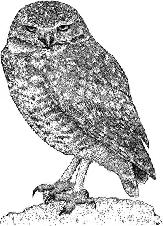 Nature Prints For Sale Online Drucke: Burrowing Owl