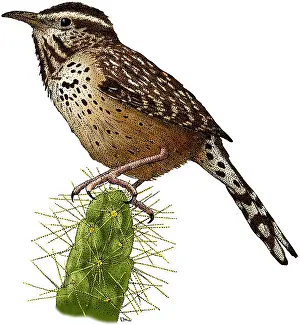 Sonoran Desert Wildlife Drucke: Cactus Wren