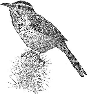 Sonoran Desert Wildlife Drucke: Cactus Wren