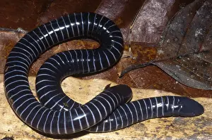 Peruvian Wildlife Drucke: Caecilian