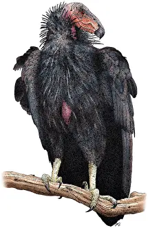 American Bird Species Drucke: California Condor