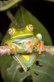 Central American Frogs Drucke: Canal Zone Tree Frog