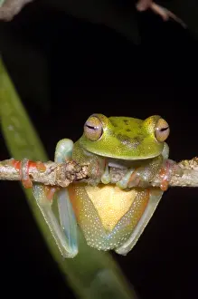 Central American Amphibians Drucke: Canal Zone Tree Frog