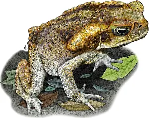 American Wildlife Art Drucke: Cane Toad