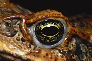 Gerahmter Druck : Cane Toad Auge