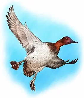Gerahmter Druck : Kanadente. Kanadagänse (Aythya valisineria) in Flug. Zeichnung