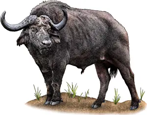 Syncerus Caffer Images Drucke: Cape Buffalo