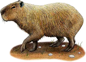 South American Wildlife Art Drucke: Capybara