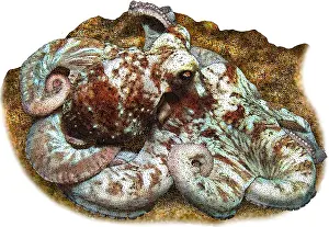 Marine Life Illustrations Drucke: Caribbean reef octopus