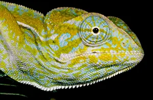 Madagascar Wildlife Photos Drucke: Carpet Chameleon