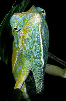 Reptile Wildlife Photography Drucke: Carpet Chameleon
