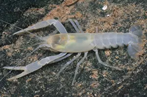 Freshwater Fauna Drucke: Cave crayfish