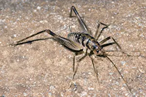 Invertebrate Animals Drucke: Cave crickets (Ceuthophilus sp.)