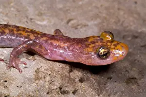 Amphibian Wildlife Photos Drucke: Cave Salamander