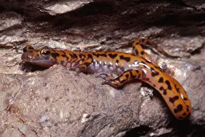 American Wildlife Drucke: Cave Salamander