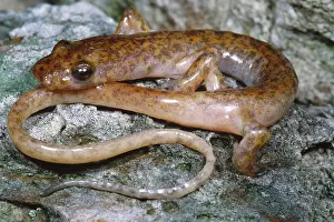 American Wildlife Drucke: Cave Salamander