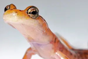 Cave Salamander, Eurycea lucifuga