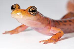 Gerahmter Druck : Felsensalamander, Eurycea lucifuga Gerahmter Druck : Felsensalamander, Eurycea lucifuga
