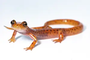 Felsensalamander, Eurycea lucifuga