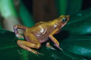 Gerahmter Druck : Cayenne-Harlekin-Frosch Gerahmter Druck : Cayenne-Harlekin-Frosch