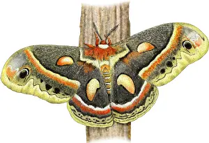 Cecropia Moth Drucke: Cecropia Moth