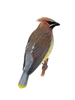 Wildlife Bird Illustration Drucke: Cedar Waxwing