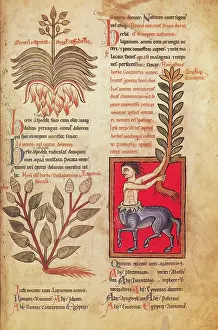 Centaur Mythology Drucke: Centaur, Legendary Creatures
