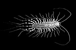 Arthropod Photography Drucke: Centipede