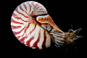 Cephalopod Species Drucke: Chambered Nautilus