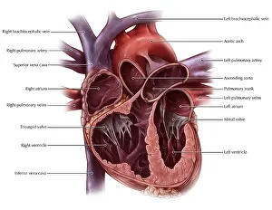 Human Heart Diagram Drucke: Chambers of the Heart