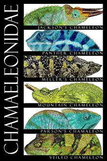 Chameleons der Welt