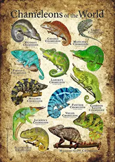 Chameleon Species Drucke: Chameleons of the World