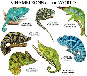 Wildlife Reptiles Drucke: Chameleons of the World