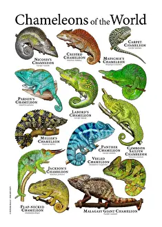 Reptile Artwork Drucke: Chameleons of the World