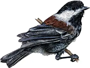 Bird Illustration Art Drucke: Chestnut Backed Chickadee