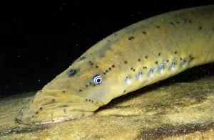 Close Up Animal Photos Drucke: Chestnut Lamprey