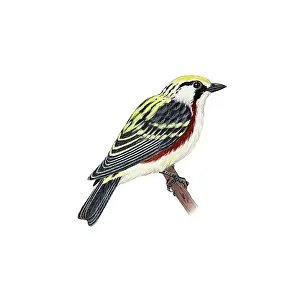Bird Illustration Art Drucke: Chestnut-sided Warbler