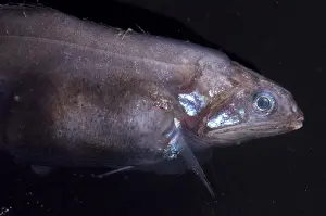 Deep Sea Fish Drucke: Chiasmodon Niger