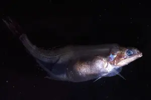 Deep Sea Fish Drucke: Chiasmodon Niger