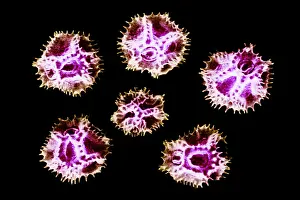 Scanning Electron Microscopy Drucke: Chicory Pollen Grains