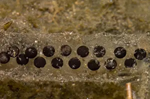 Amphibian Reproduction Drucke: Chilean Toad eggs