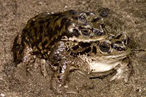 Amphibian Reproduction Drucke: Chilean Toads breeding