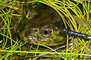 Vulnerable Wildlife Species Drucke: Chilean Widemouth Frog